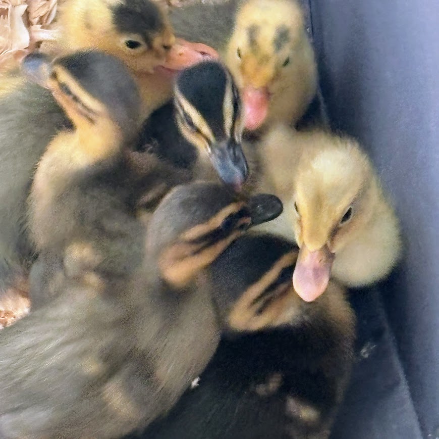 baby ducklings